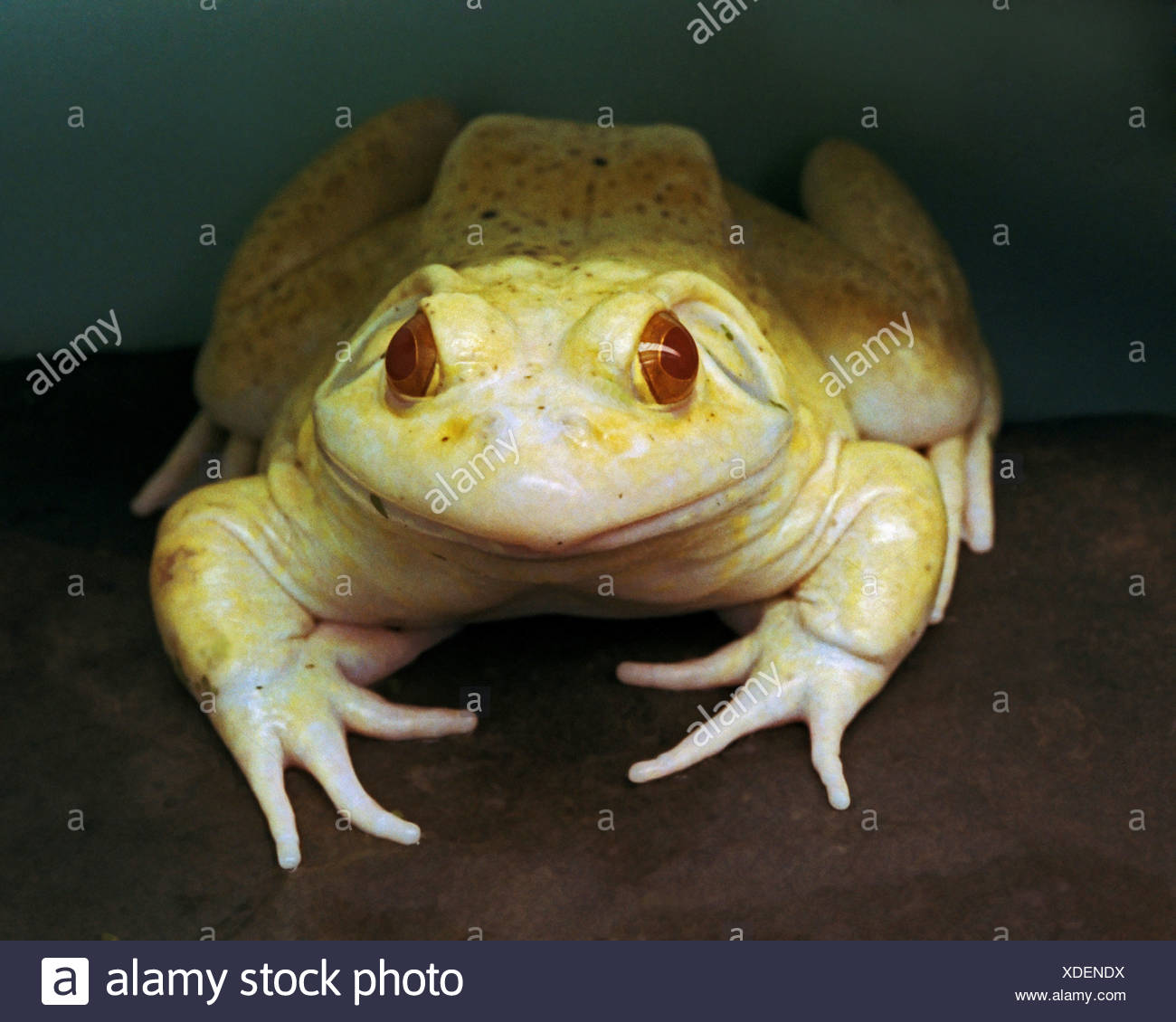 Steinhart Aquarium Stock Photos & Steinhart Aquarium Stock Images - Alamy