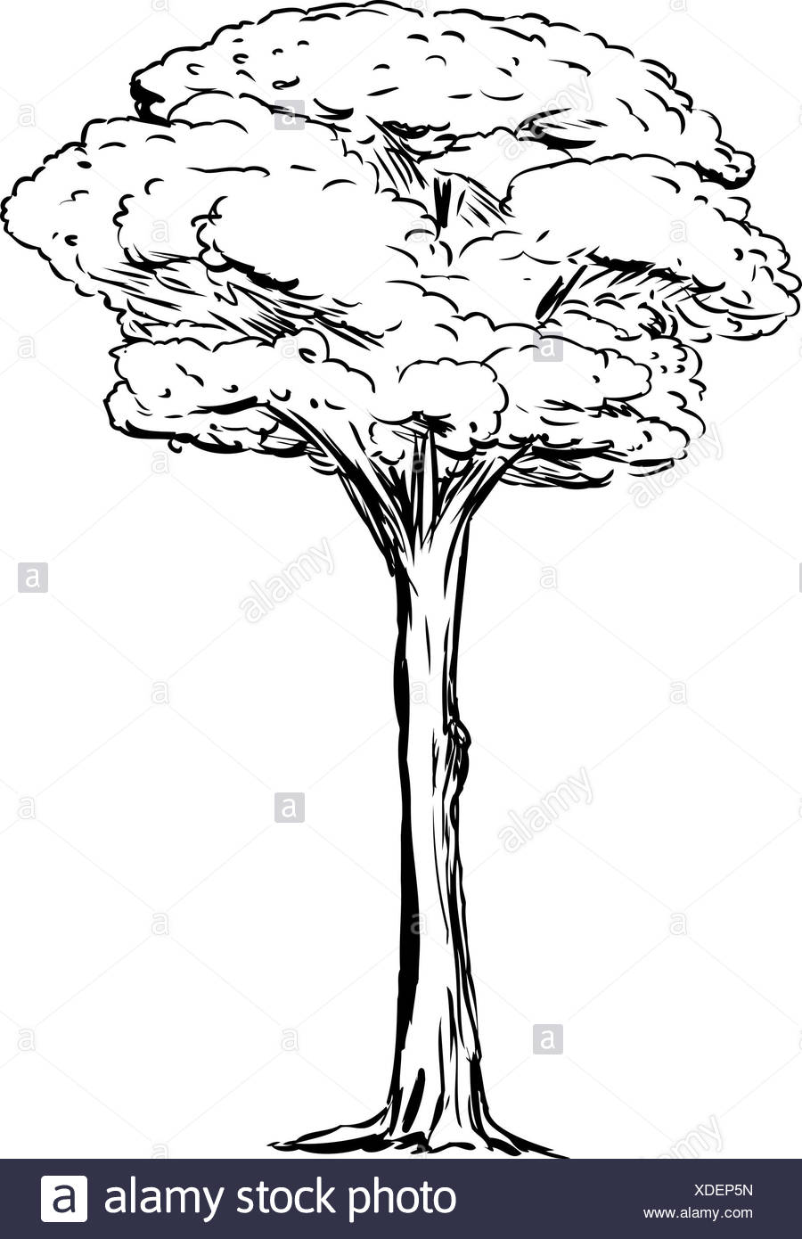 Outined Tall Tree Stock Photo Alamy