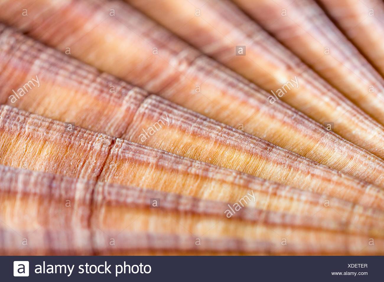 Marine Bivalve High Resolution Stock Photography and Images Alamy