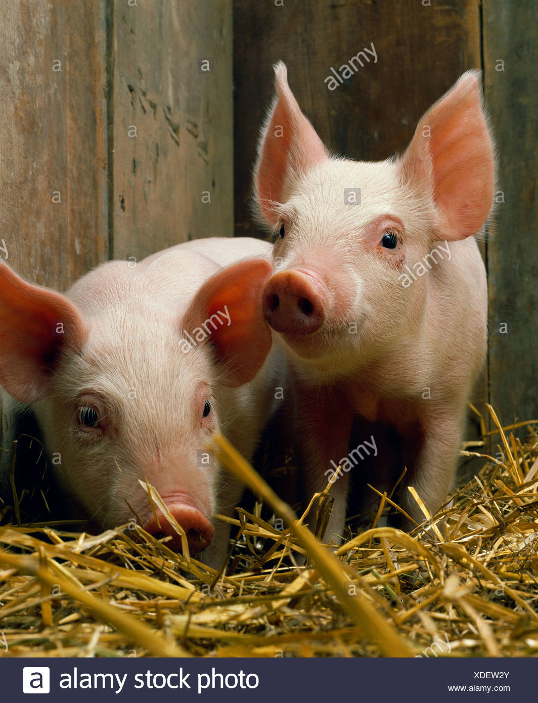 20 25 Lb 4 Week Old Feeder Pigs Stock Photo 283683427 Alamy