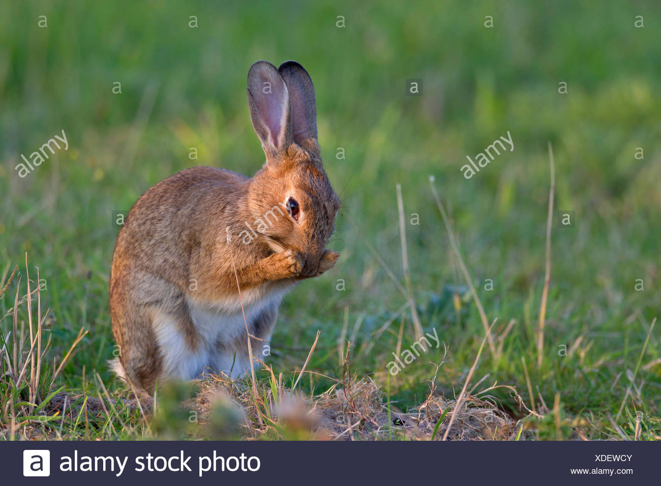 Scent Glands Stock Photos & Scent Glands Stock Images Alamy