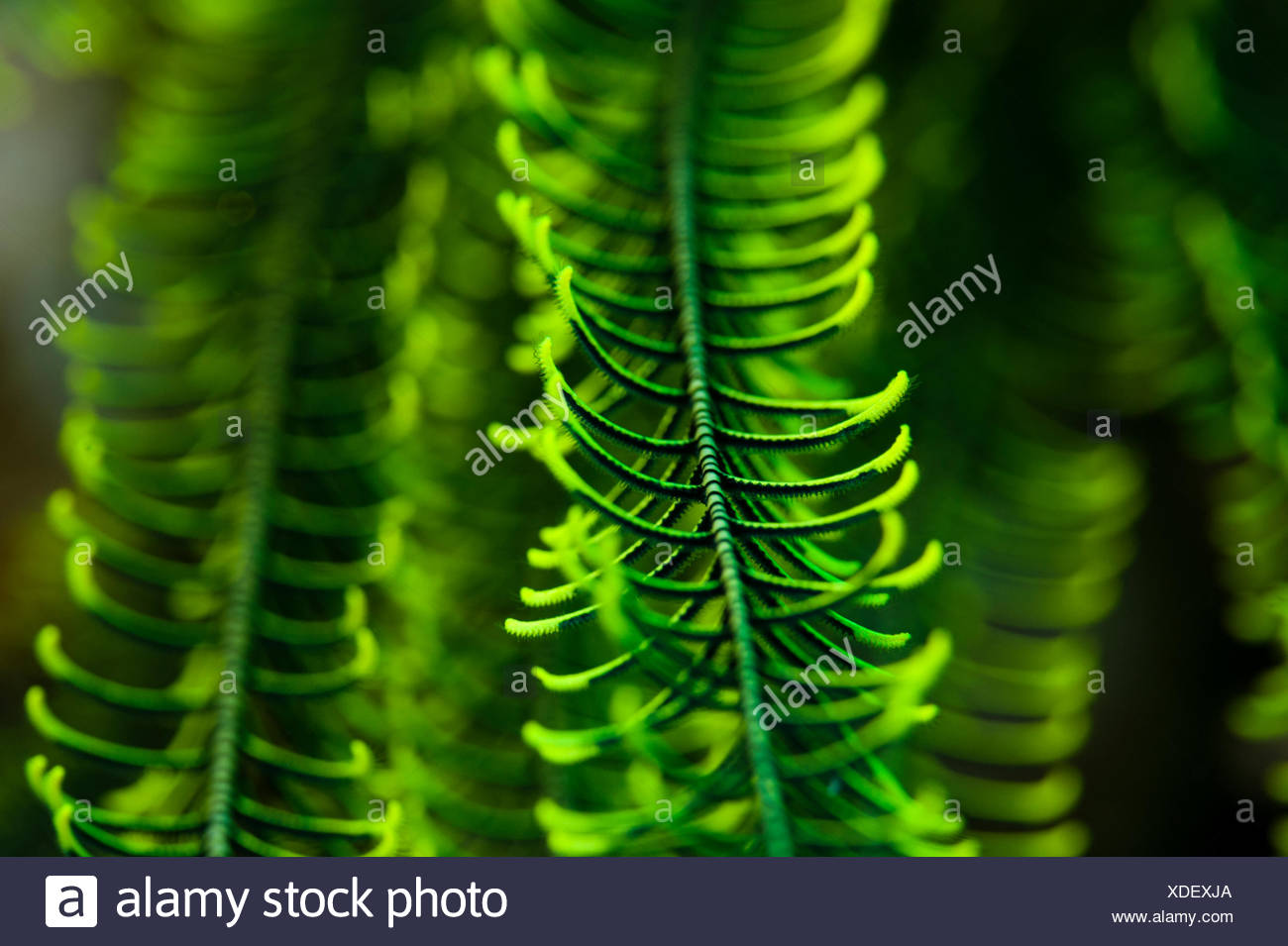 A Close Up Of The Arm Of A Feather Star Filter Feeding Small