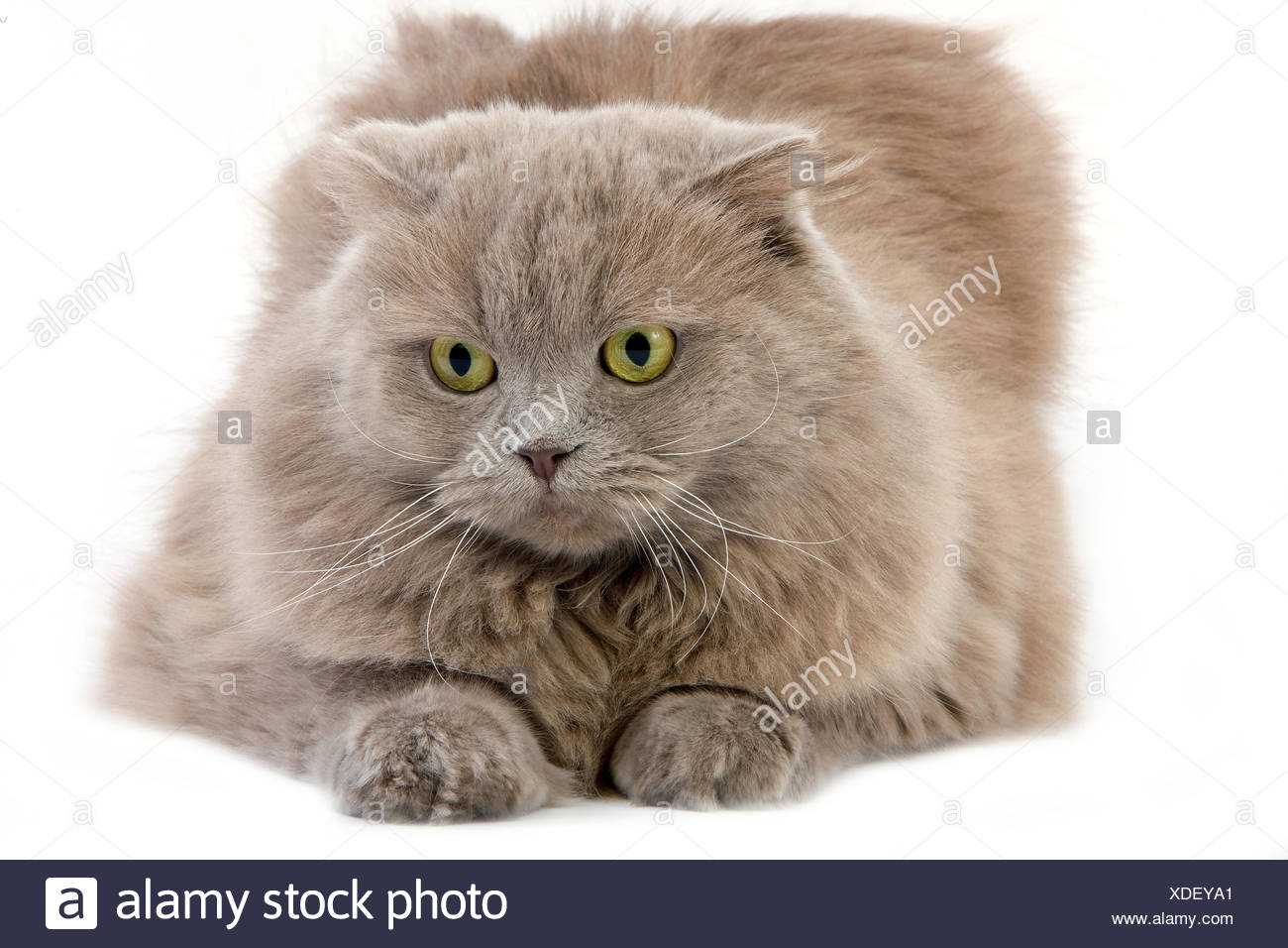 Lilac Self Highland Fold Or Lilac Self Scottish Fold Long Hair