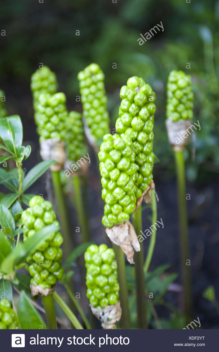 Snakeshead Arum Maculatum Detail Flower Buds Plants Flowers