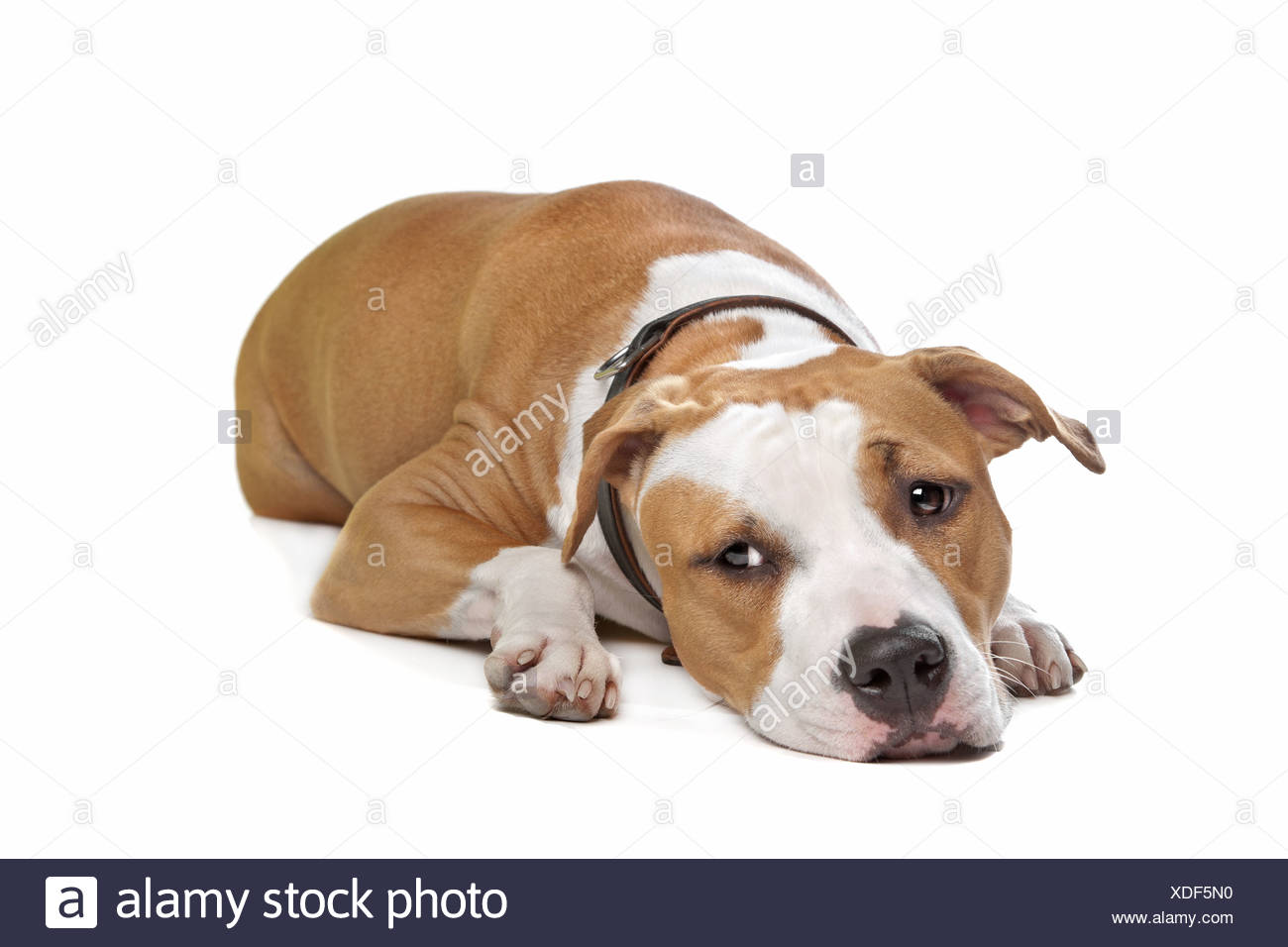 American Staffordshire Terrier Pictures American Kennel Club