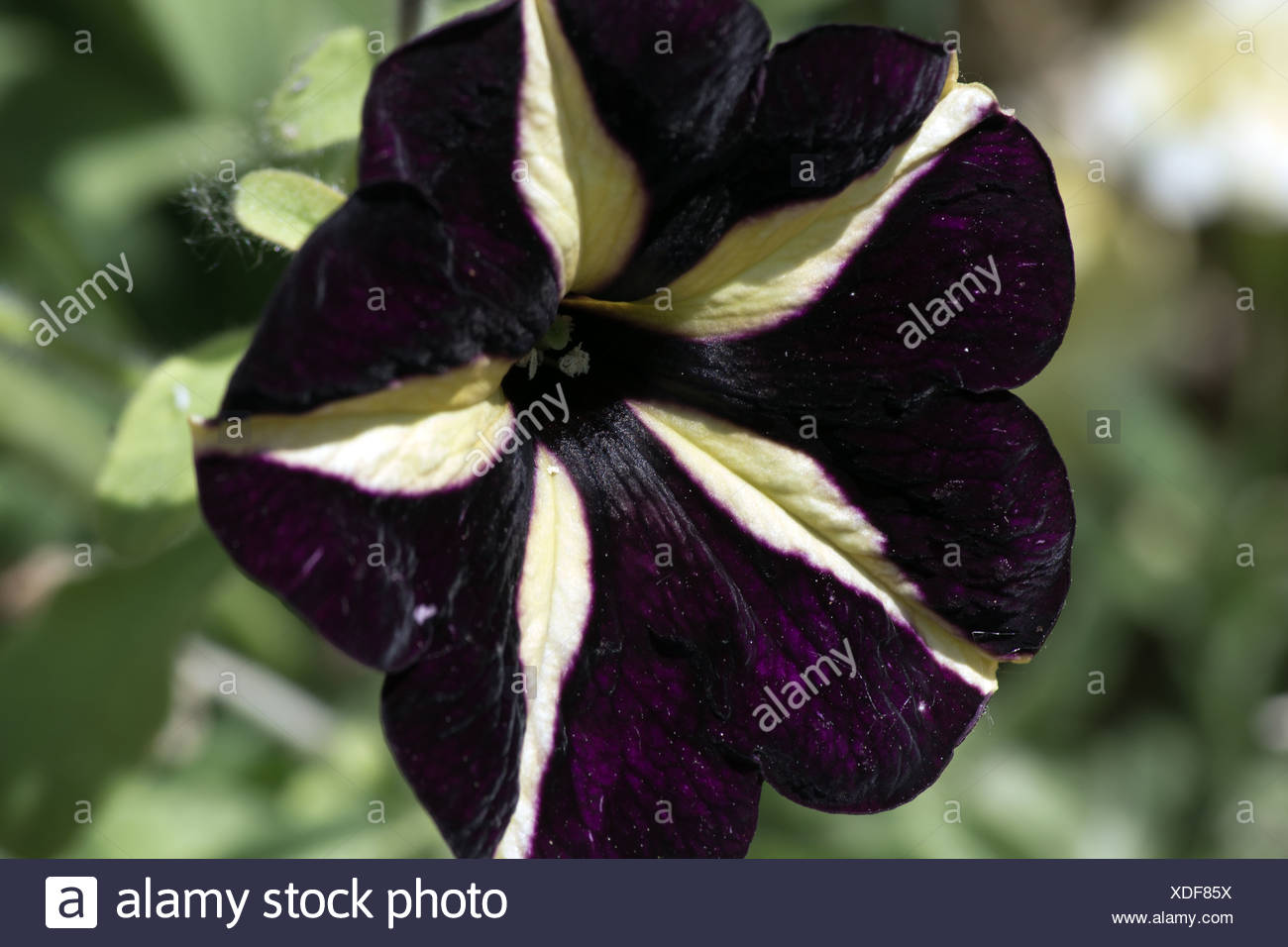 Black Petunia Flower Stock Photo Alamy
