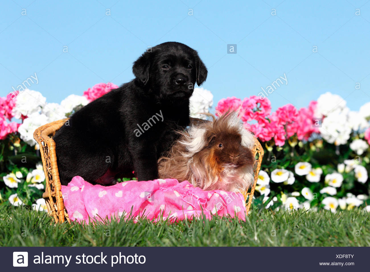 Labrador Retriever Black Puppy 5 Weeks Old And Long Haired