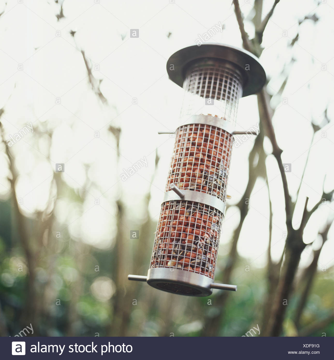 Wire Bird Feeder Containing Nuts Stock Photo 283692796 Alamy