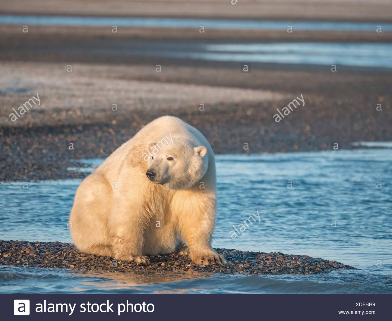 Arctic Refuge High Resolution Stock Photography and Images - Alamy