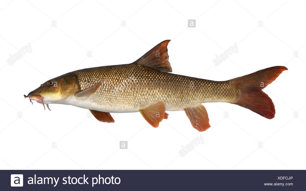 Barbel Fish High Resolution Stock Photography and Images Alamy