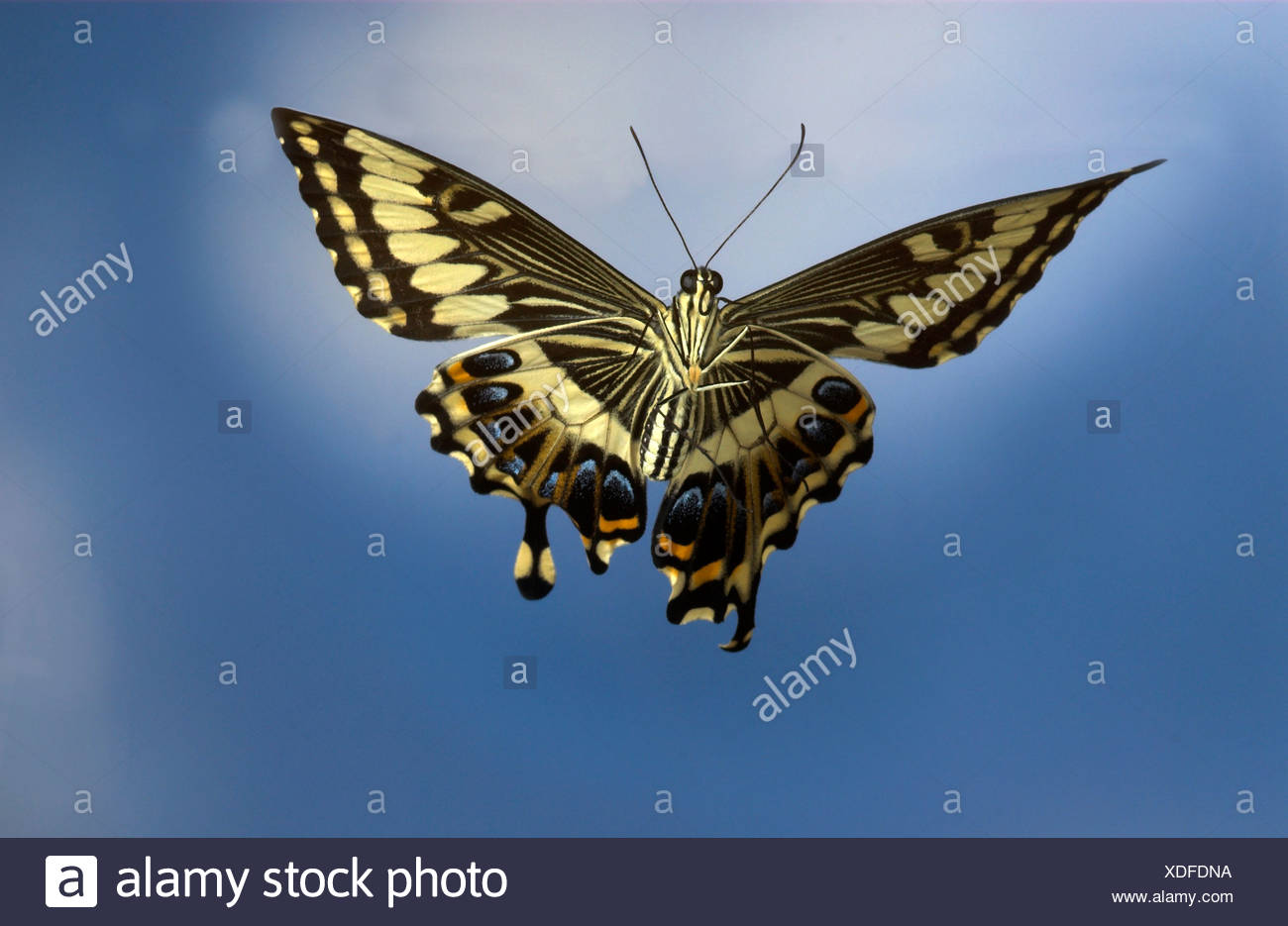 alamy