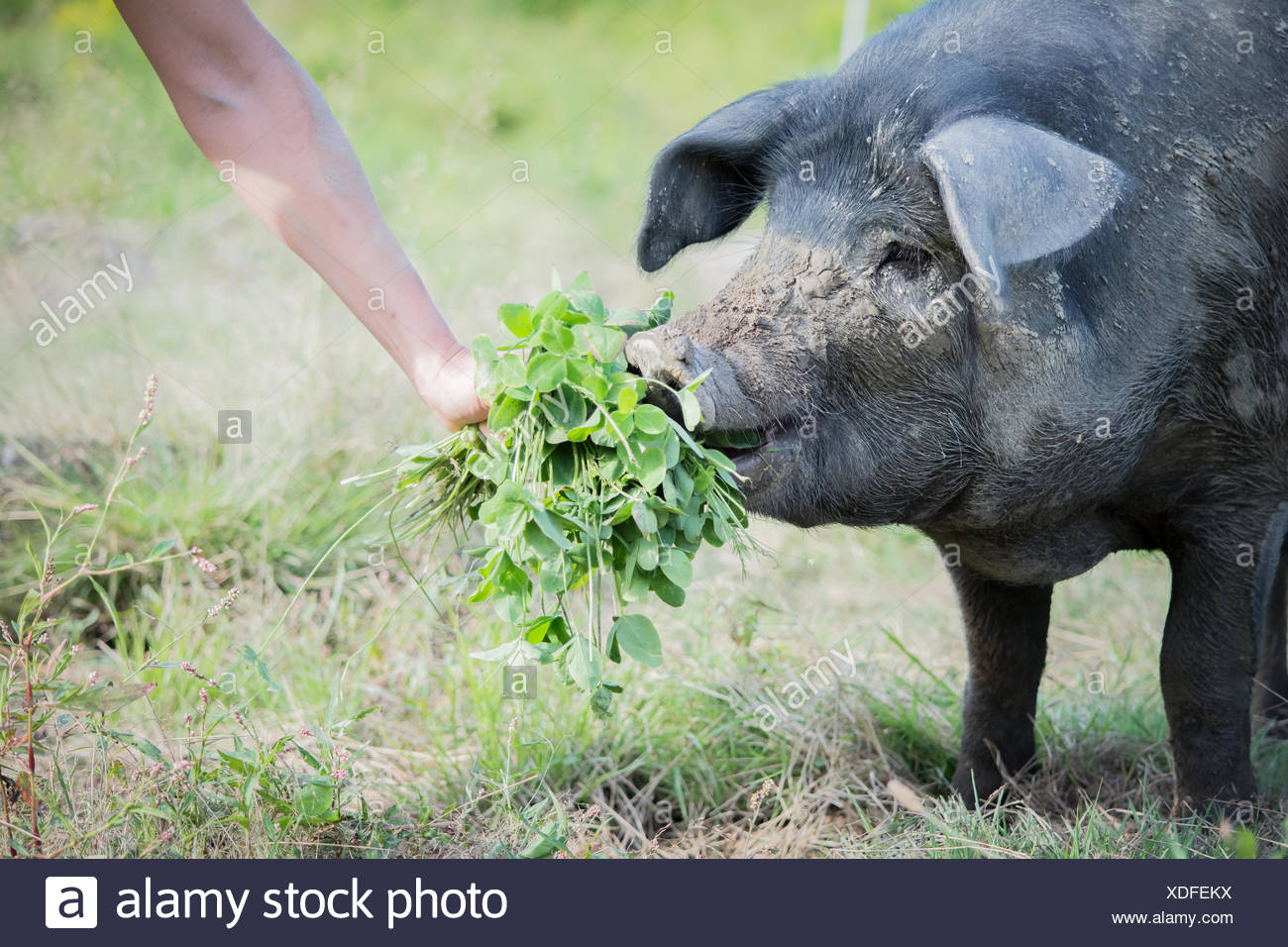 Pig Eating Clover Stock Photos & Pig Eating Clover Stock Images Alamy