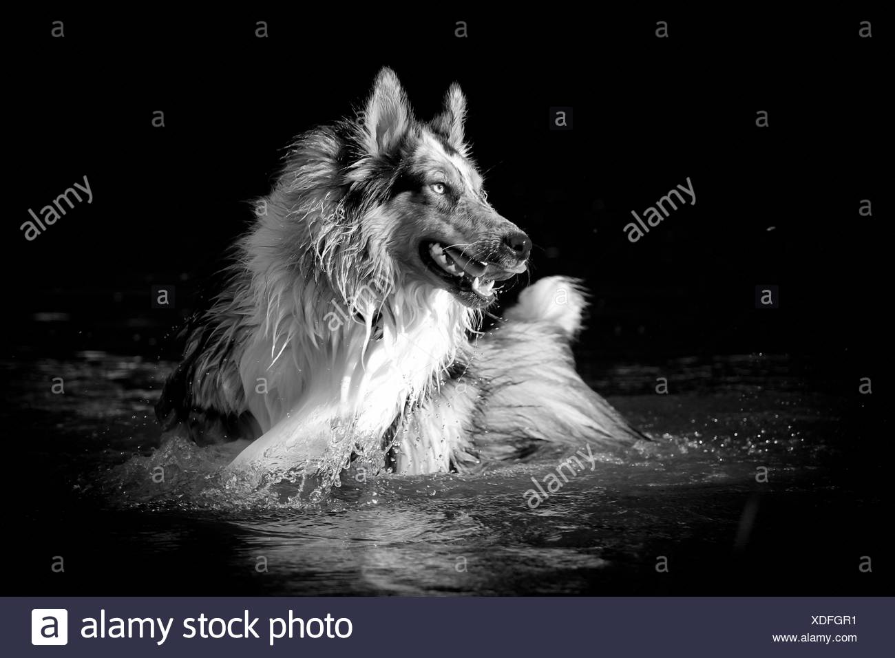 Medium Sized Dog Black And White Stock Photos Images Alamy