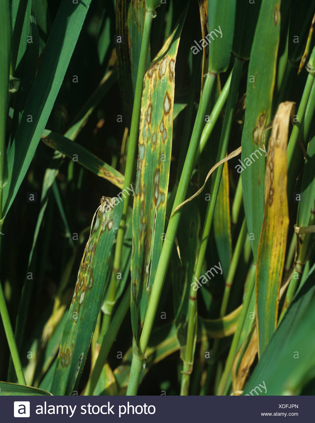 Rhynchosporium Secalis High Resolution Stock Photography and Images - Alamy