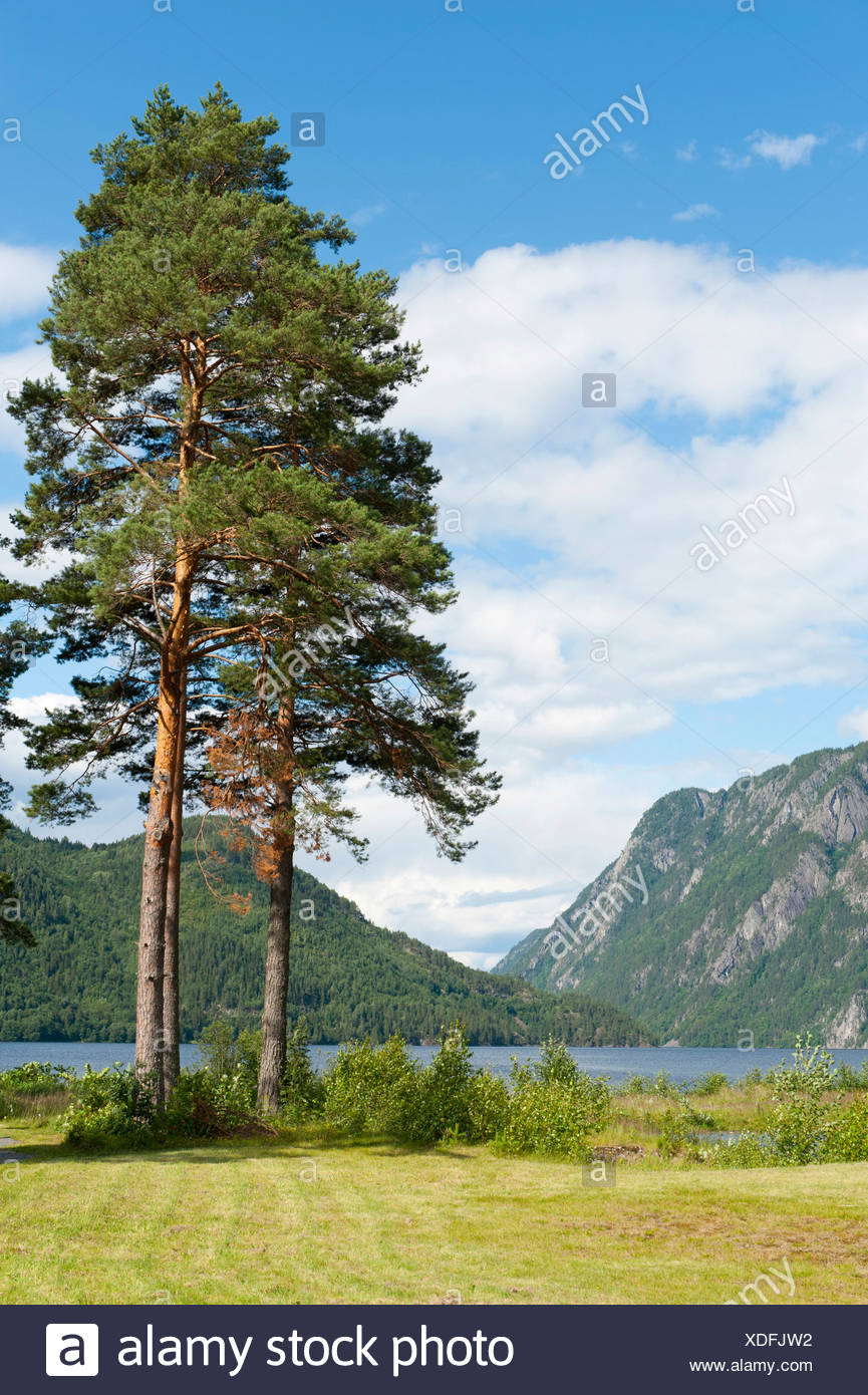 Norway Pine Tree High Resolution Stock Photography and Images Alamy