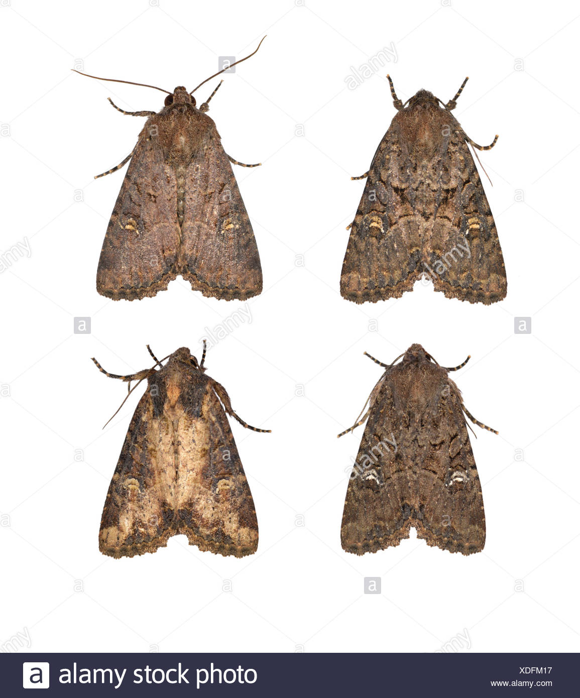 common moth