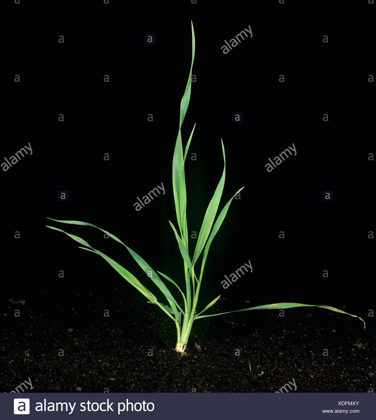 Wild Oat (Avena fatua) young tillering plant Stock Photo