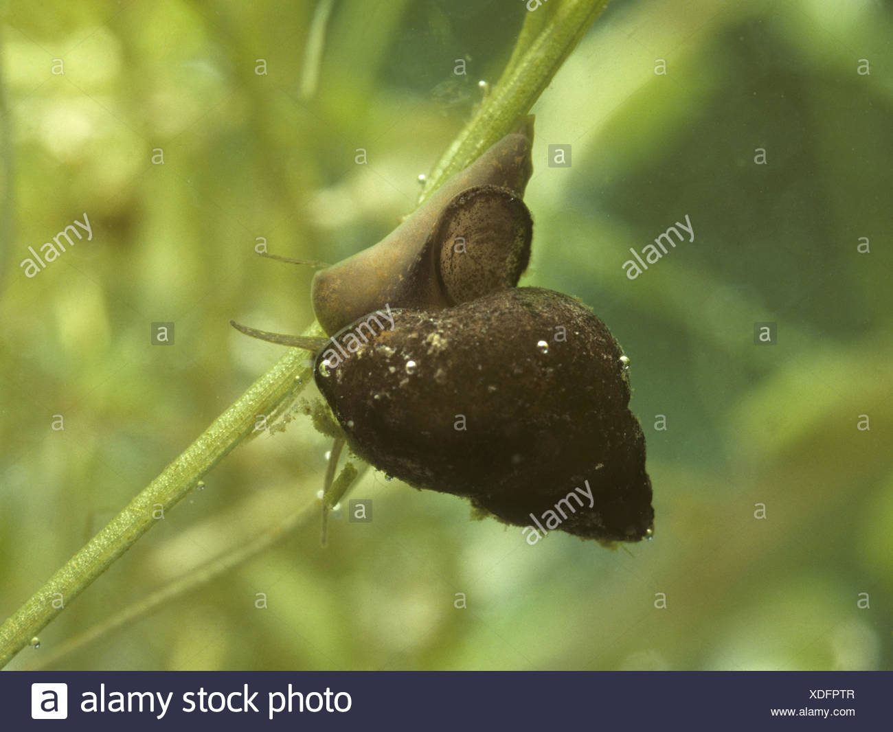 Bithynia High Resolution Stock Photography and Images Alamy