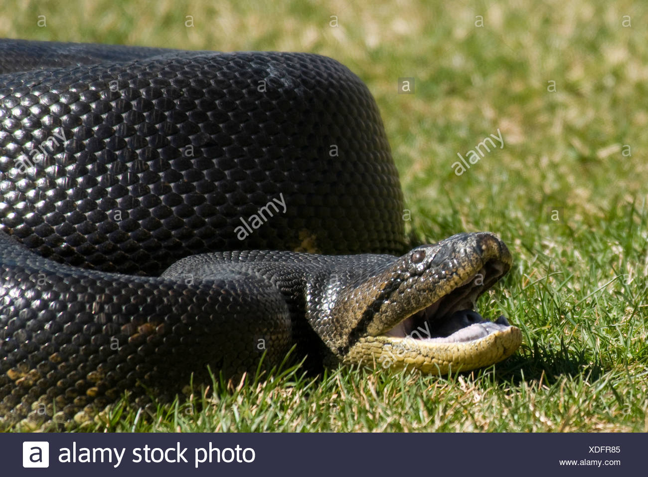 Anaconda Eunectes Murinus World S Biggest Snake Species 2009 Stock
