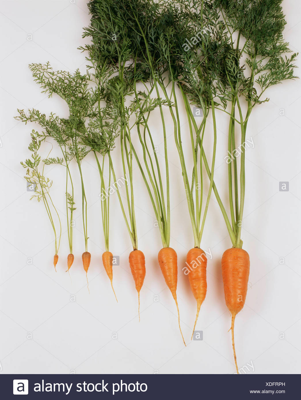 3 week old carrot seedlings