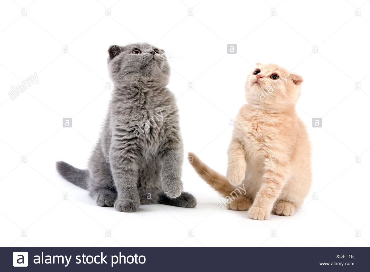 Blue Scottish Fold Domestic Cat Cream Scottish Fold Black