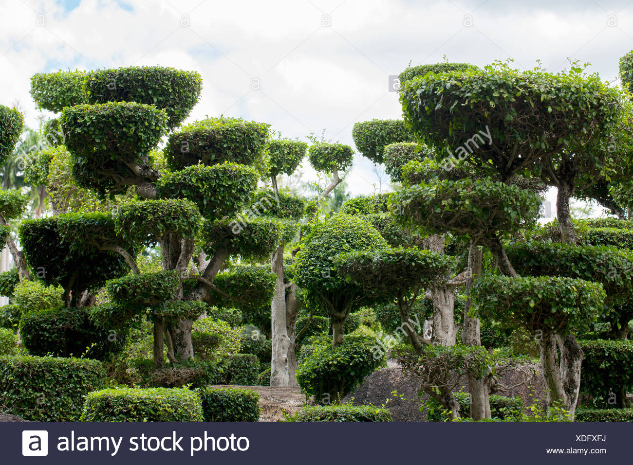 Garten Bonsai Stock Photos Garten Bonsai Stock Images Alamy