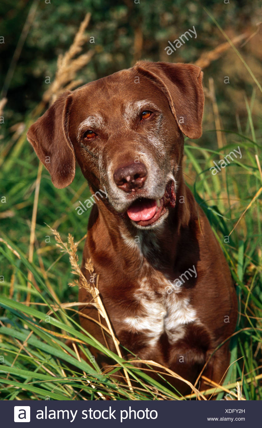 Old German Shorthaired Pointer Dog Portrait Stock Photo