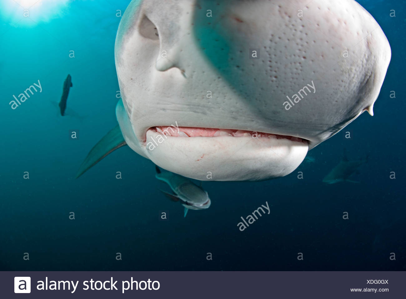 Ampullae Of Lorenzini Stock Photos & Ampullae Of Lorenzini Stock Images