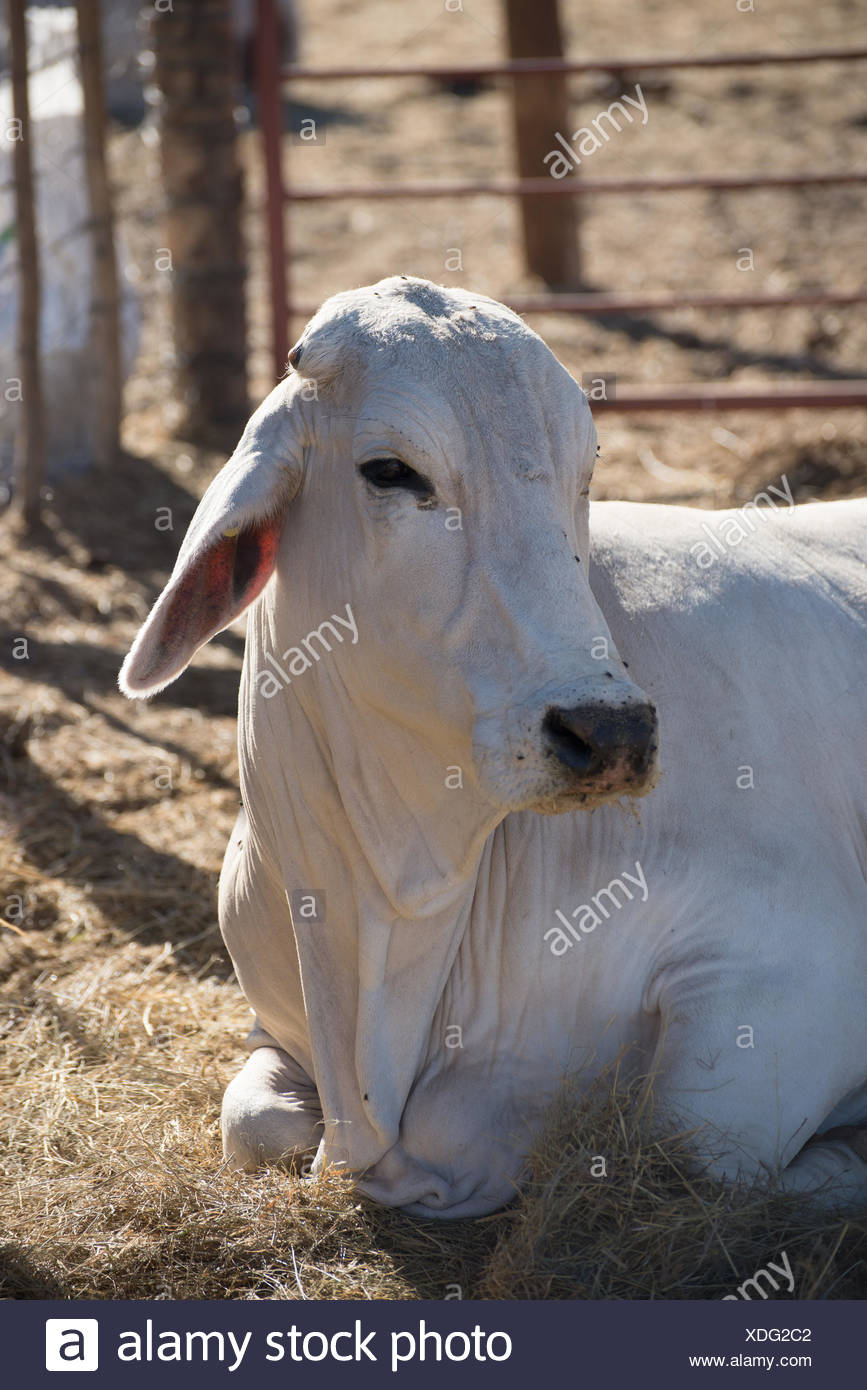 Cow Lying Down High Resolution Stock Photography and Images - Alamy