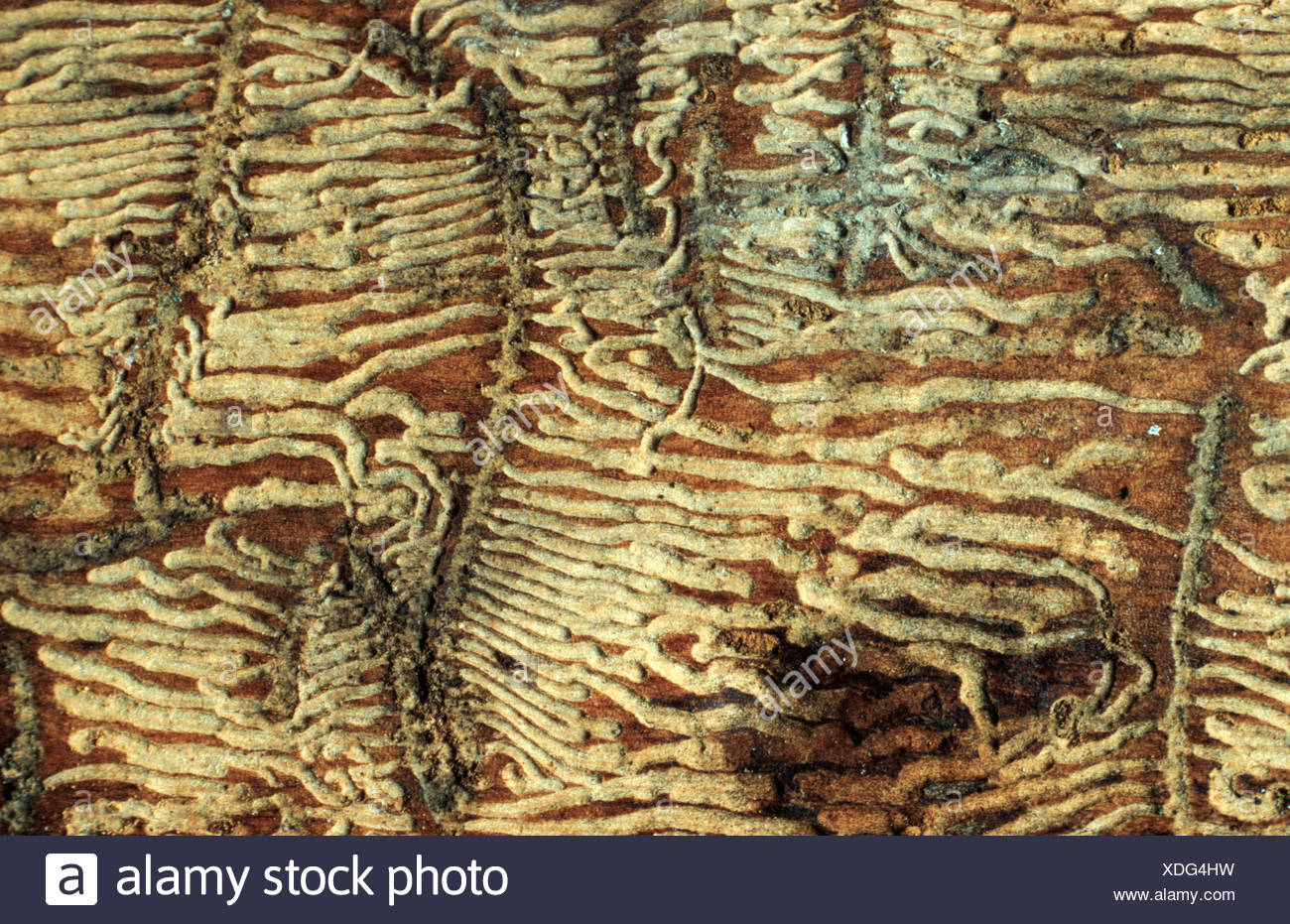 pine shoot beetle