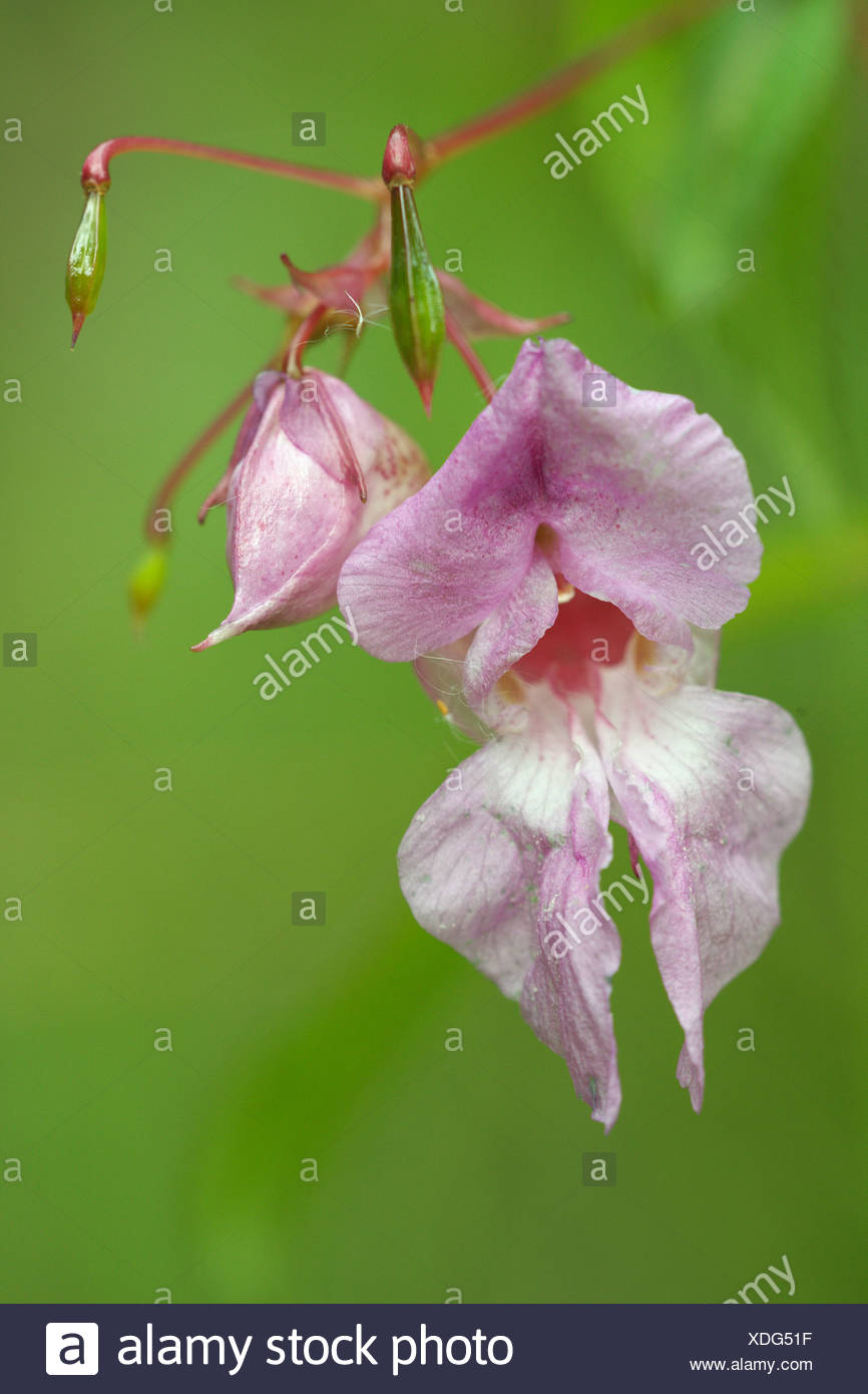 Himalayan balsam (Impatiens glandulifera) Stock Photo