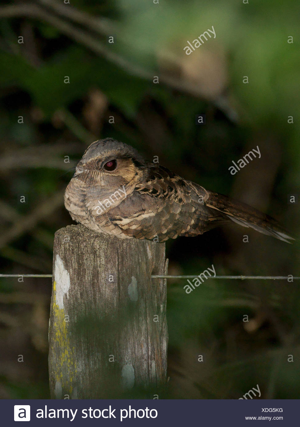 Goatsucker High Resolution Stock Photography and Images - Alamy
