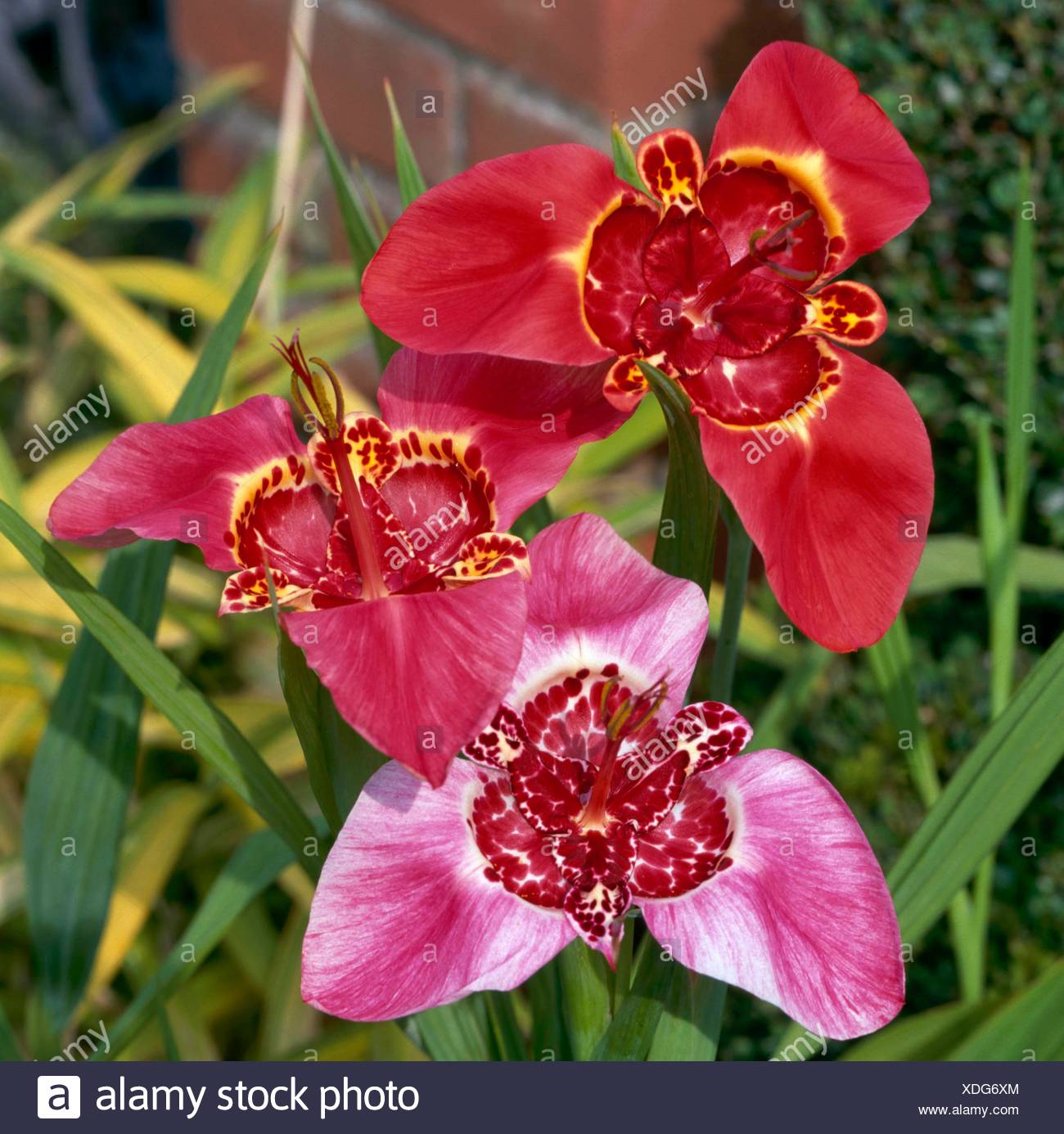 Tigridia Stock Photos & Tigridia Stock Images Alamy