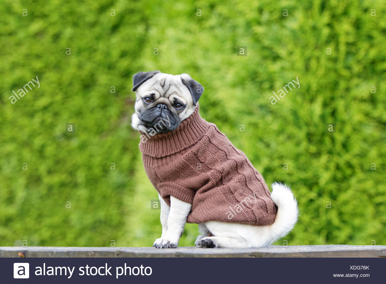 pug jumpers