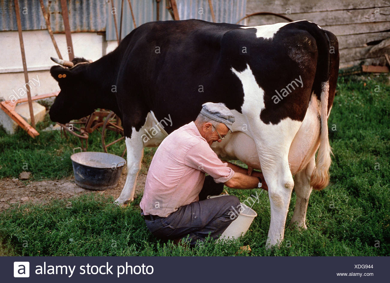 Farm Farmer Stable Cows Milking High Resolution Stock Photography and