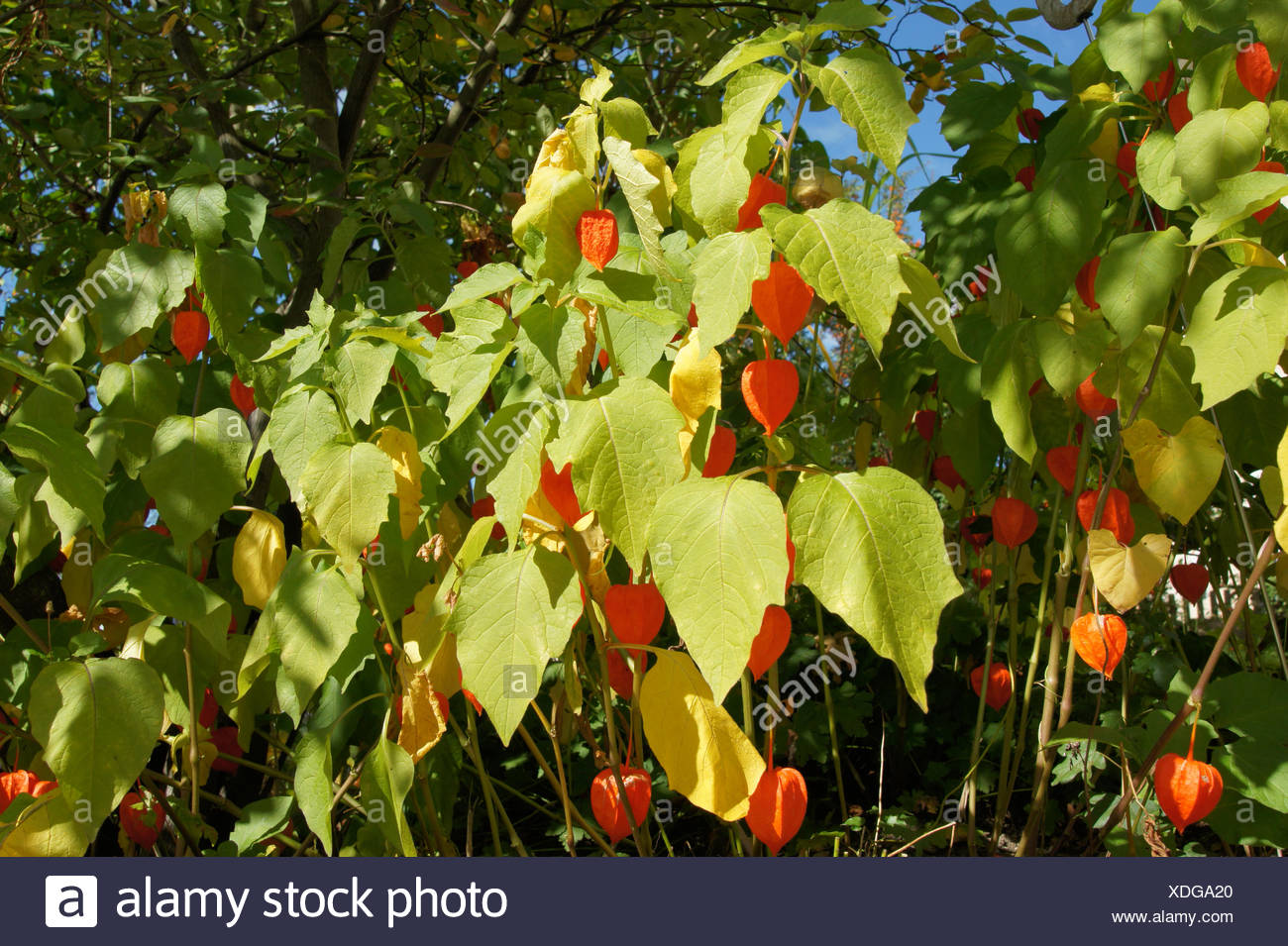 Giftpflanzen Garten Stock Photos Giftpflanzen Garten Stock