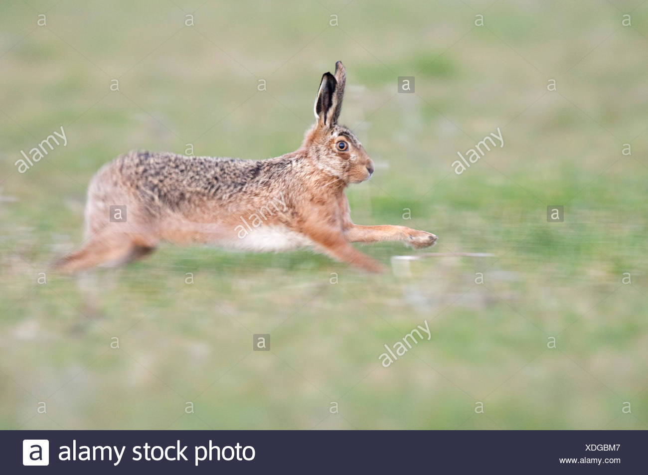 Hare Leaping Stock Photos & Hare Leaping Stock Images - Alamy