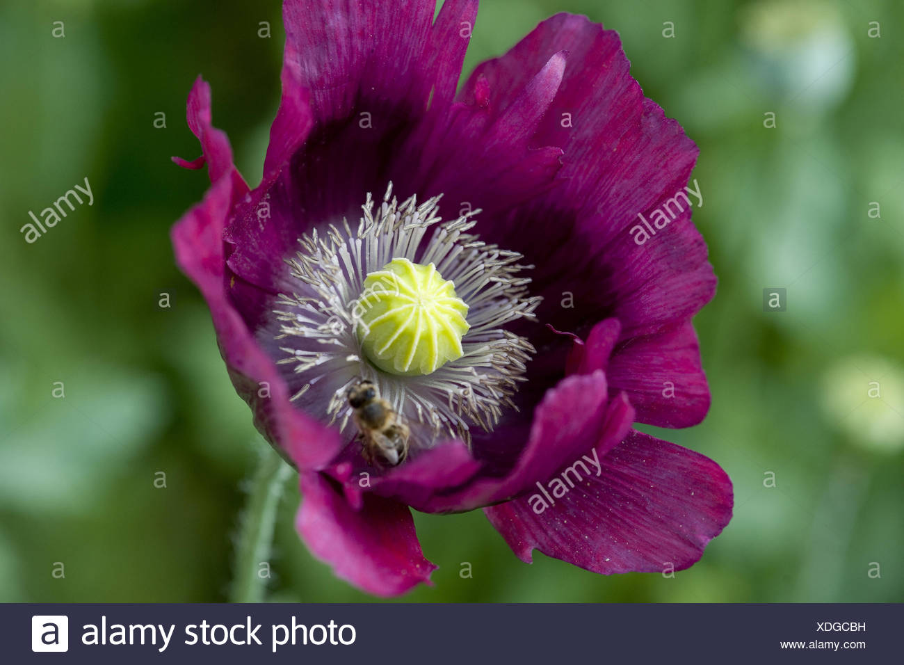 Papaver Somniferum Poppy Opium Stock Photos & Papaver Somniferum Poppy — free download