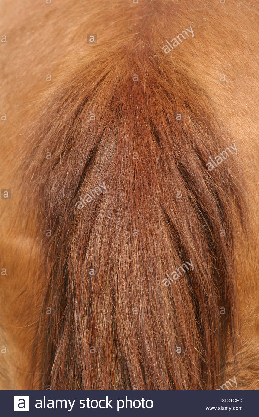 Dock Horses Stock Photos & Dock Horses Stock Images Alamy