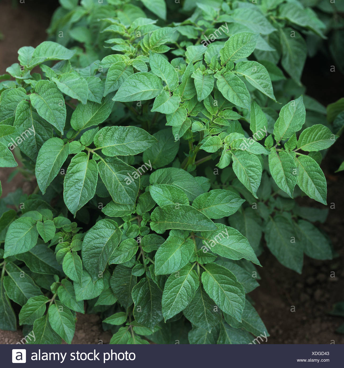 Potato Leaf Plant Healthy High Resolution Stock Photography And Images Alamy