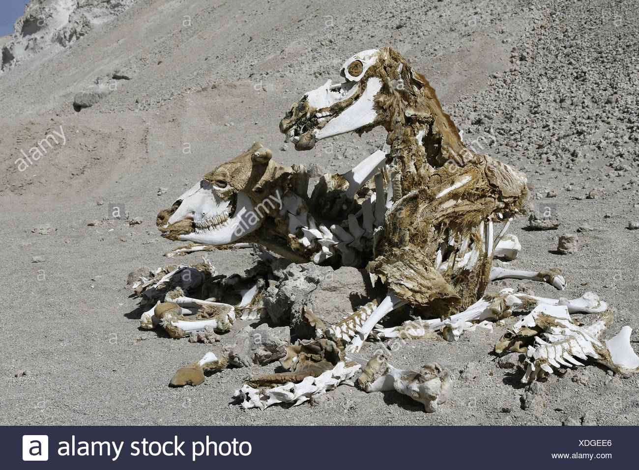Animal Corpse Stock Photos & Animal Corpse Stock Images - Alamy