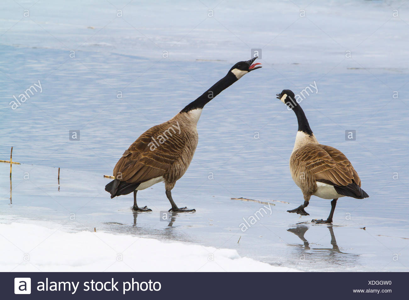 Canada goose (Branta canadensis), two Canada geese on frozen surface of a  lake, Sweden, Hamra National Park Stock Photo - Alamy