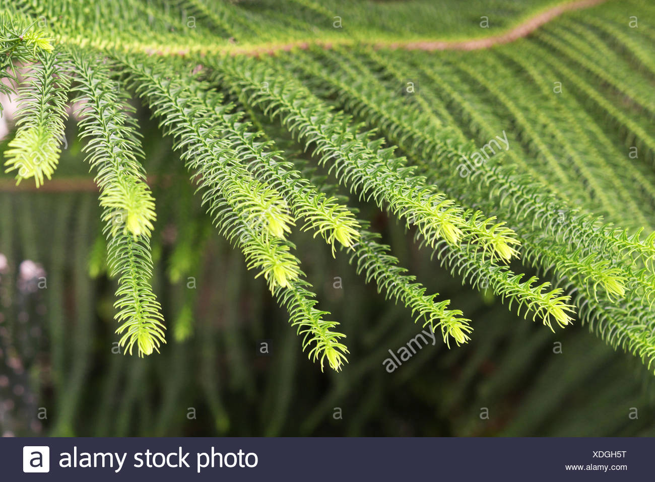 Close Up Of Norfolk Pine Stock Photo Alamy