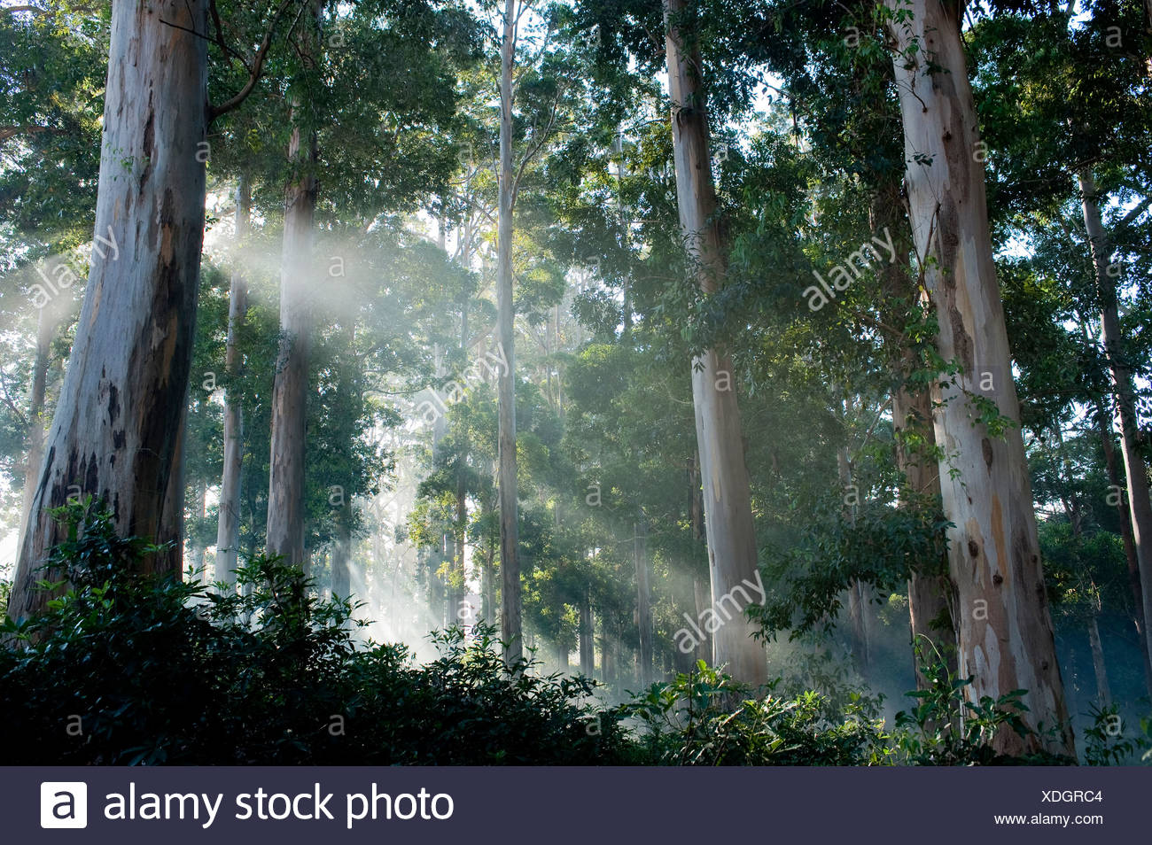 Gum Trees Eucalyptus High Resolution Stock Photography and Images Alamy
