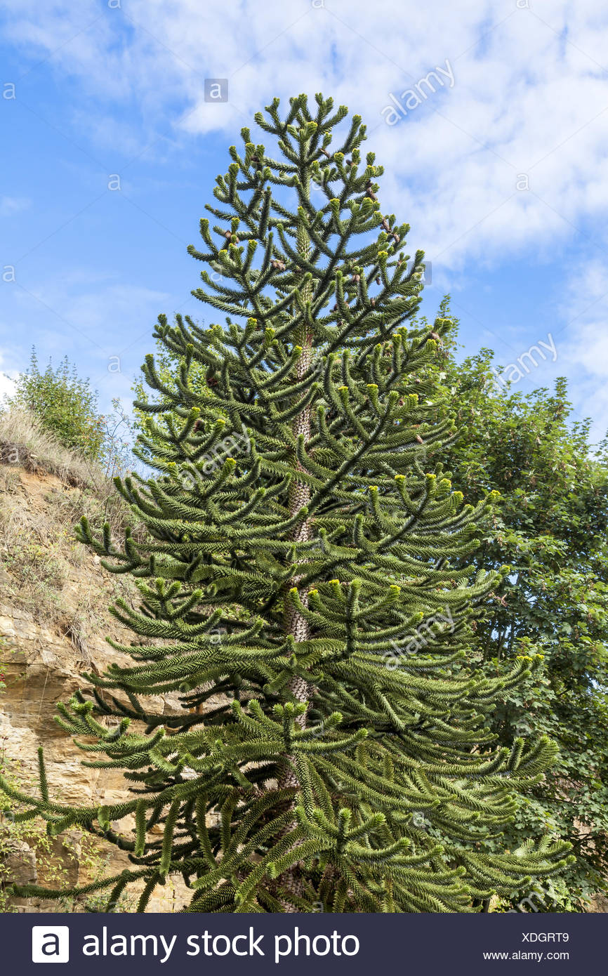 Araucaria araucana, Chilean pine, Monkey tail tree Stock Photo ...
