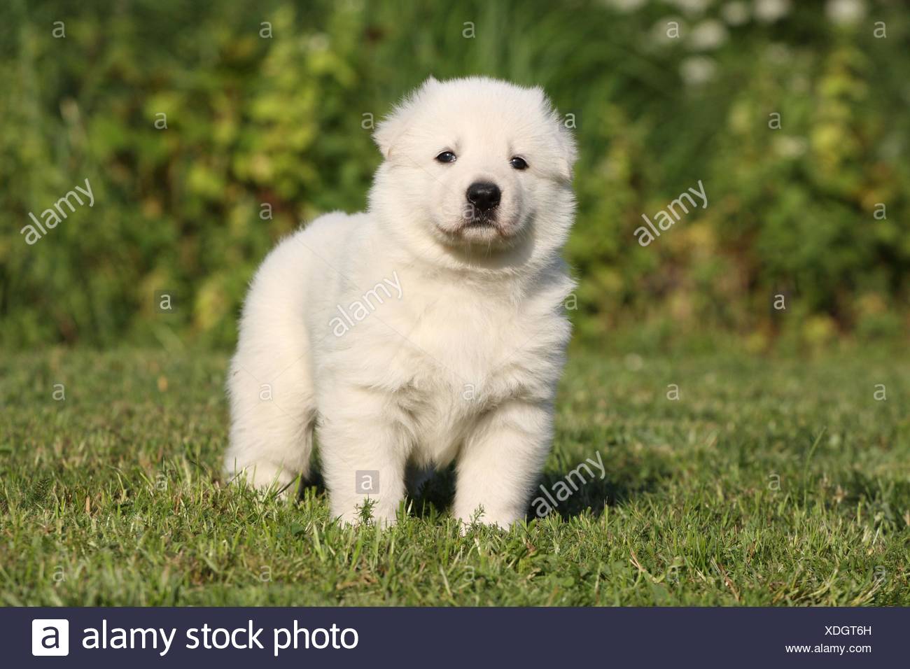 white swiss shepherd puppies