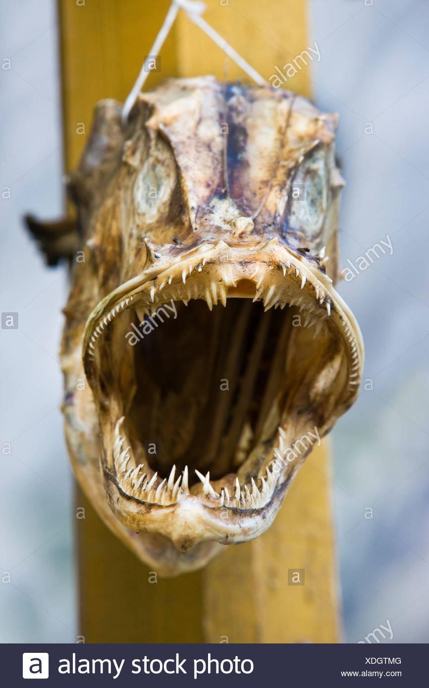 Lofoten Norway Dried Fish High Resolution Stock Photography and Images