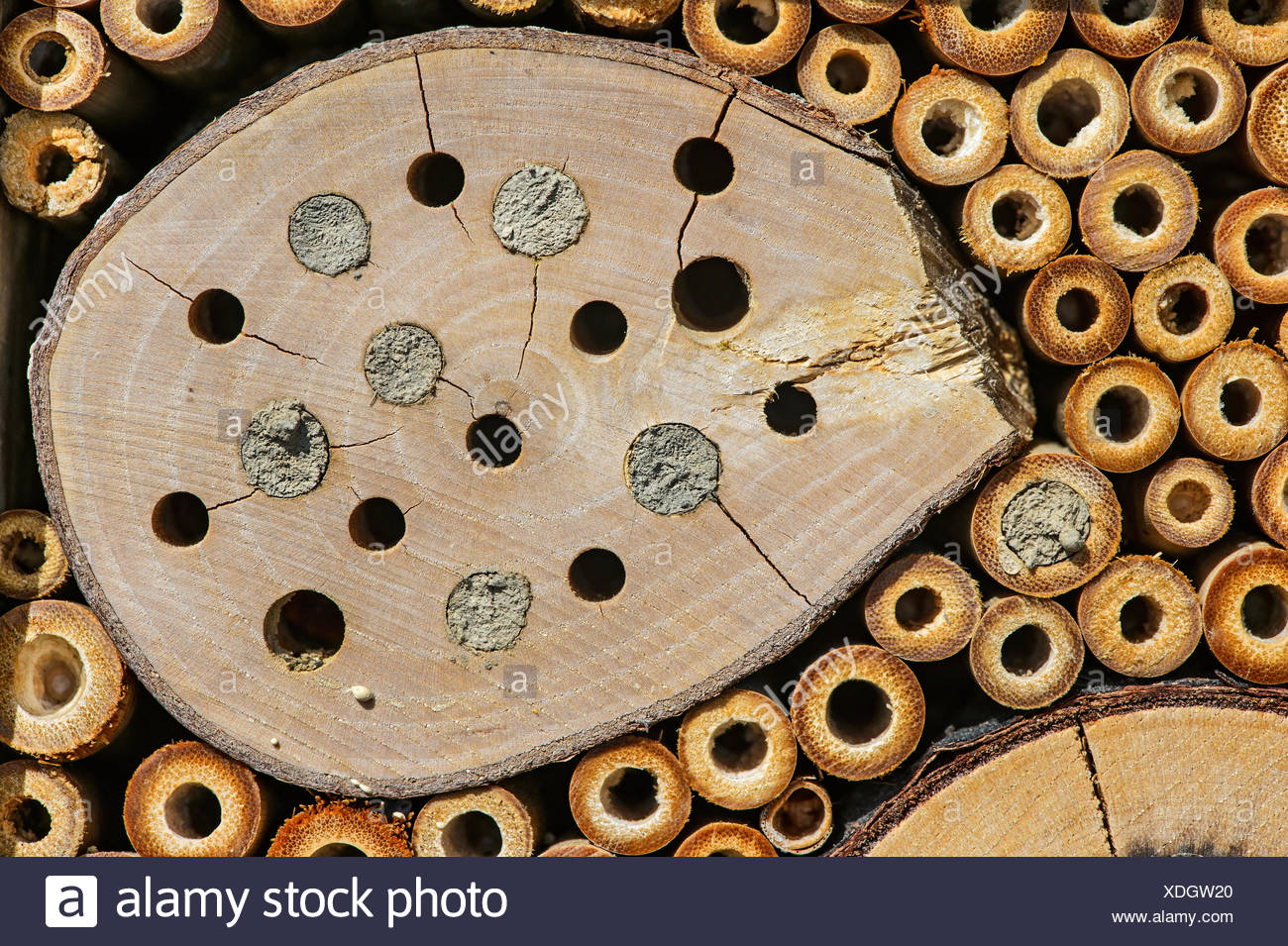 Bee Hotel Artificial Nesting Aid For Mason Bees Breeding Tunnels Partially Sealed With Clay Soil Stock Photo Alamy