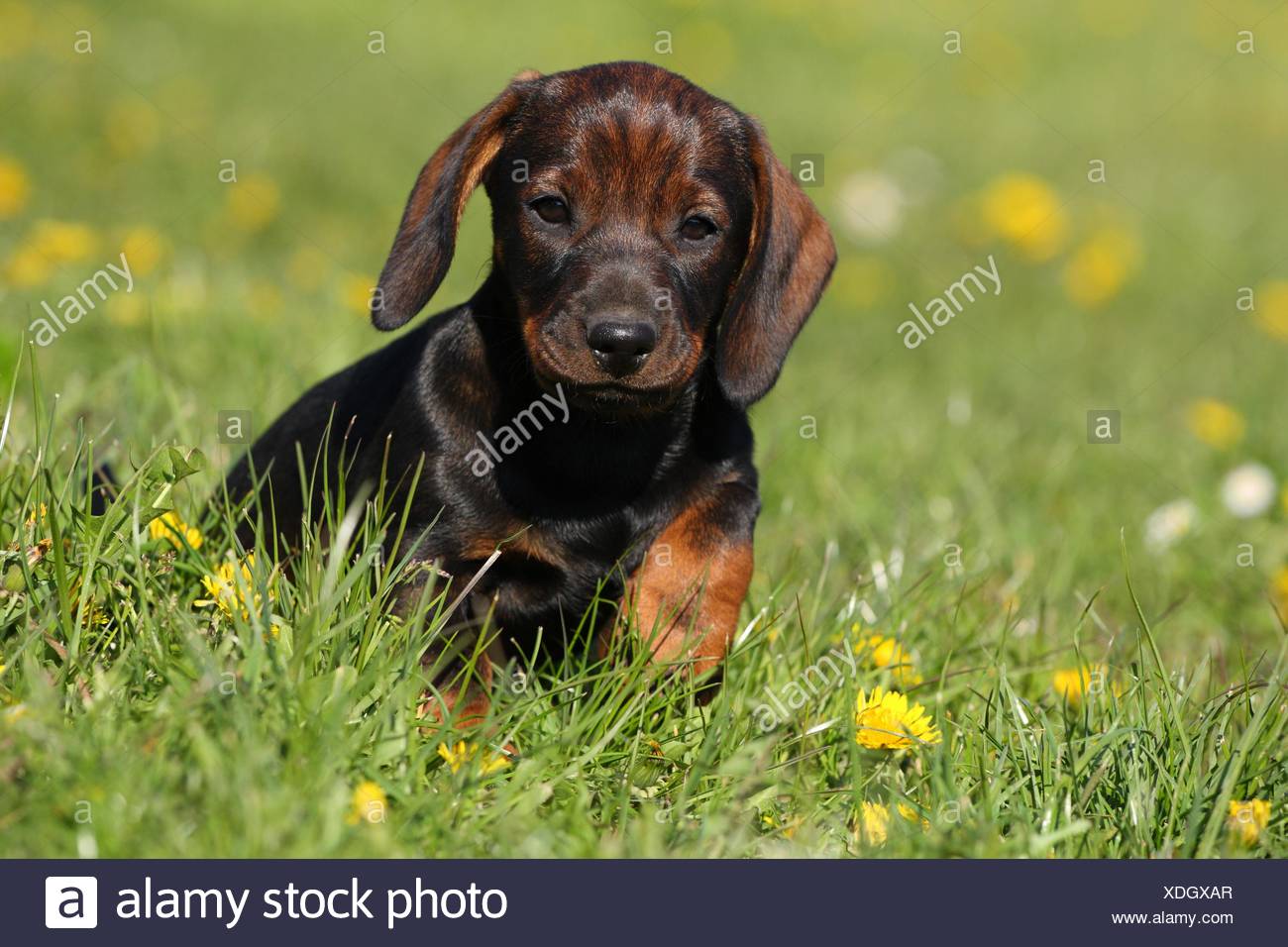 Short Hair Dachshunds Stock Photos Short Hair Dachshunds Stock