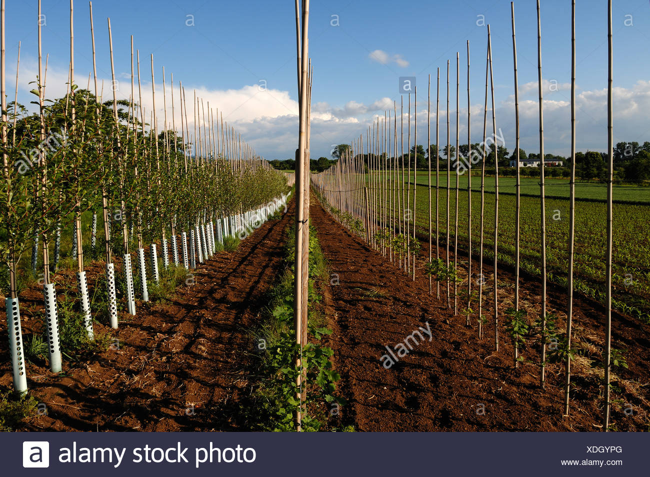 Young Oak Trees And Fruit Trees Tied To Bamboo Poles At A Tree Nursery Ettenheim Baden Wuerttemberg Germany Europe Stock Photo Alamy